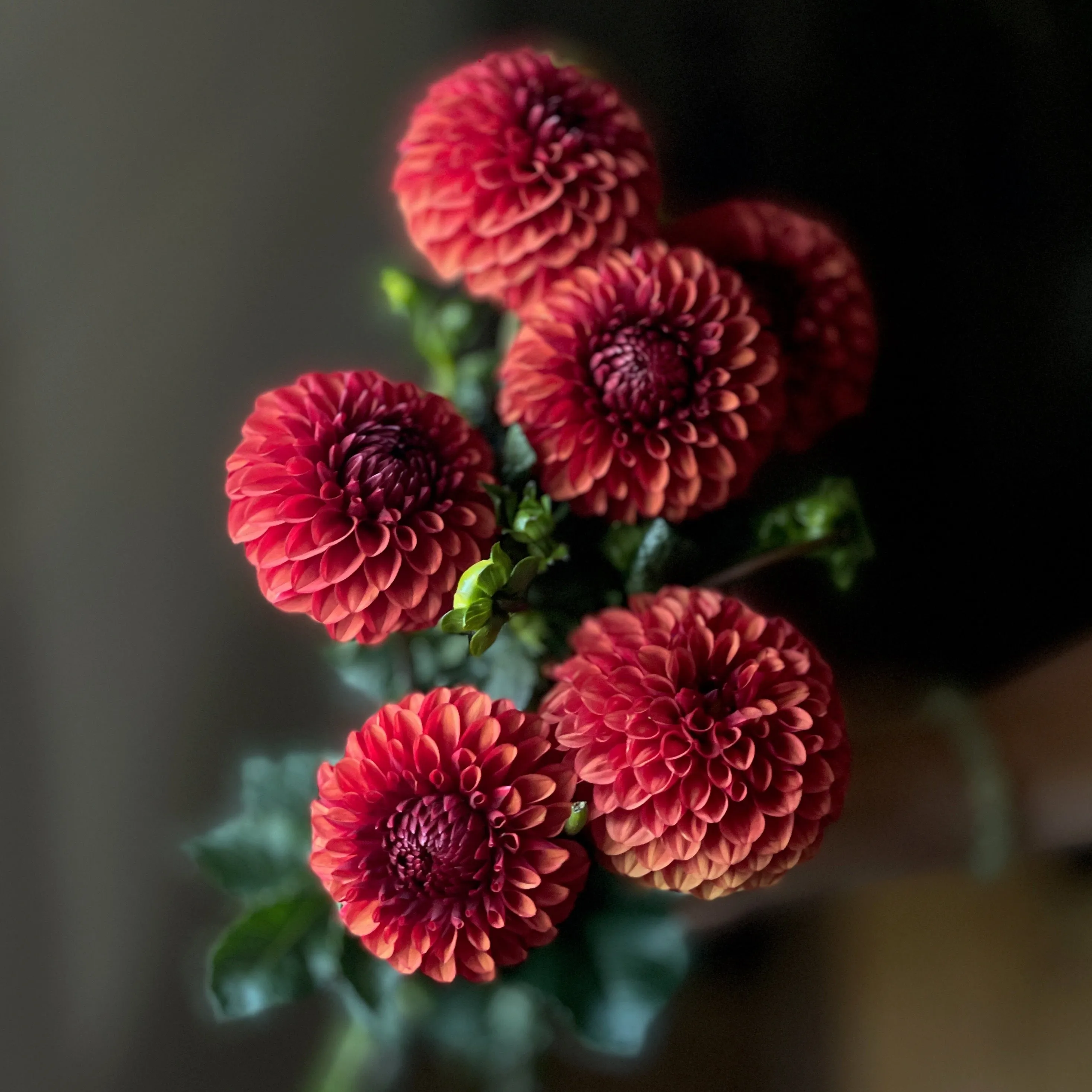 Dahlia, Brown Sugar
